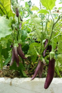 Massor av auberginefrukter hänger i klasar i ett par plantor.
