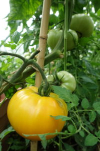 En gul tomat växer inne bland tomatplantorna.