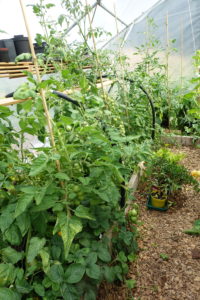 Bild av tomatplantor som växer längs insidan av växthusväggen, men pinnar som stöttor.