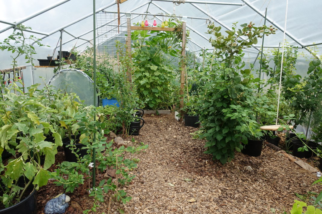 Översikt i tunnelväxthuset.