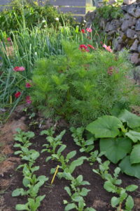 En fin plantering med blommande rosenskära, lökblast och annat grönskande.