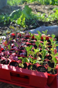 Närbild av ett rött pluggbrätte med små röda och illgröna plantor i.