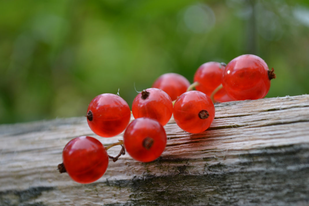 Röda vinbär i närbild på en bräda.