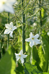 Närbild av vita, stjärnformade blommor.