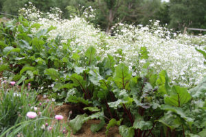 Göran rödbetsblad med röda nerver växer på rad bredvid blommande sommarslöja.