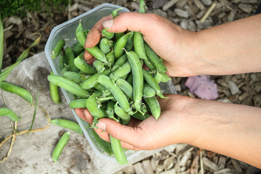 Saras händer håller fyllda ärtskidor i en härligt grön färg.