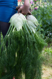 Saras hand som håller i två stora knälfänkål.