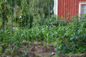 Majsplator är uppstöttade med gröna pinnar.