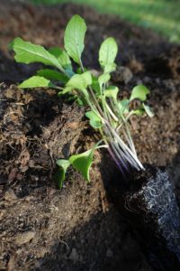 En liten planta ligger i jorden redo att planteras.