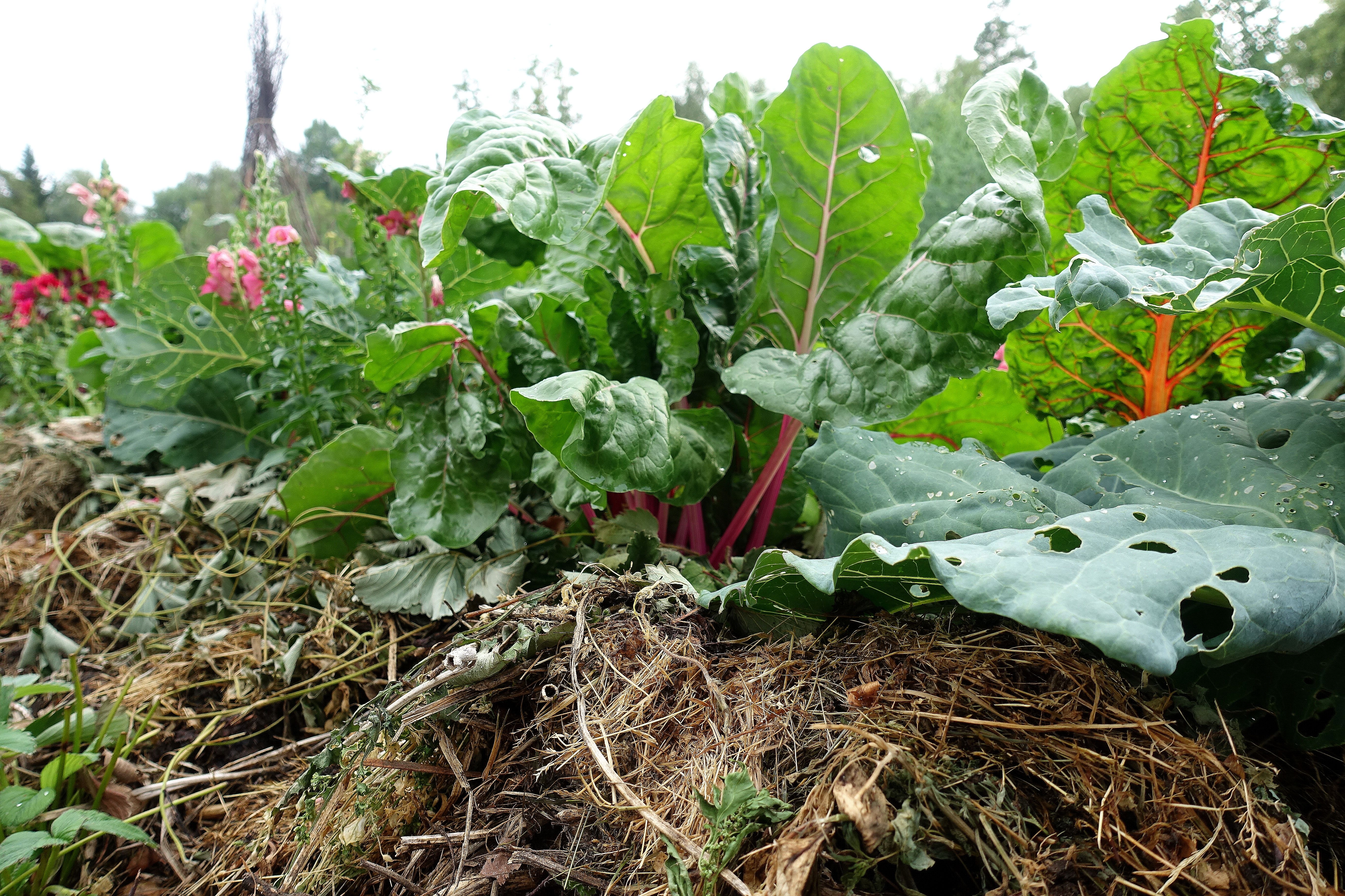 En täckodlad bädd med mängder av trädgårdsskräp och mangold som växer där i. Mulching works, a mulched bed with mangold.
