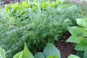 En tjock rad med kraftig dill som växer frodig och fin, tätt, tätt, tätt.