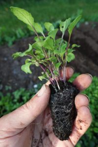 Jag håller en liten vacker planta i min hand.