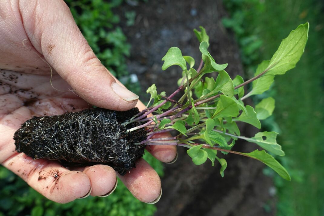 Jag håller en liten vacker planta i min hand.