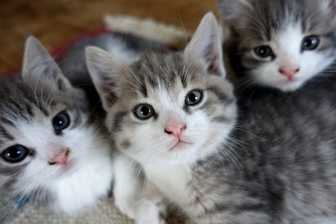 Tre näpna små kattungar i grått och vitt bredvid varandra, alla tittar i kameran. 