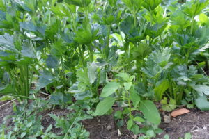 Närbild på en odlingsbädd med många gröna plantor.