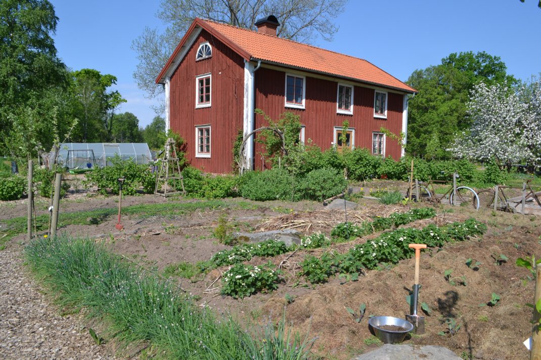 En köksträdgård med låg växtlighet, full sol och stort rött bostadshus i bakgrunden. 
