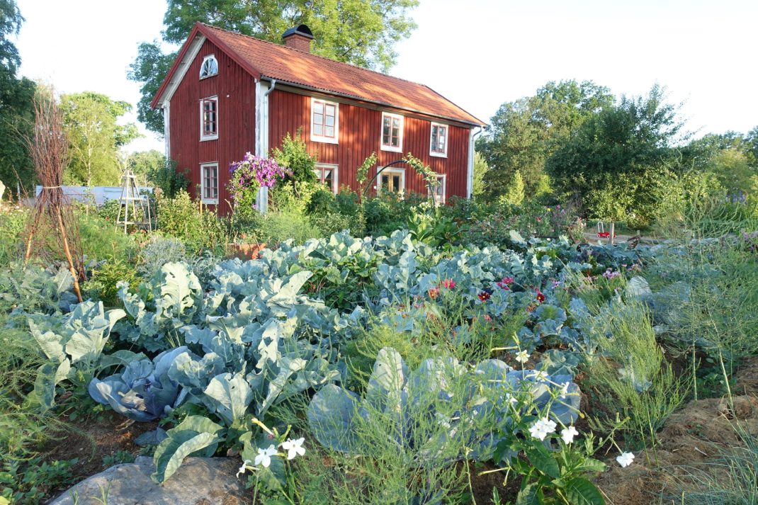 Bild på en frodig köksträdgård med mycket kål och sommarblommor.