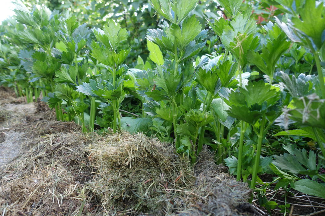 En bild på frodig rotselleri i täckodling med gräsklipp. 