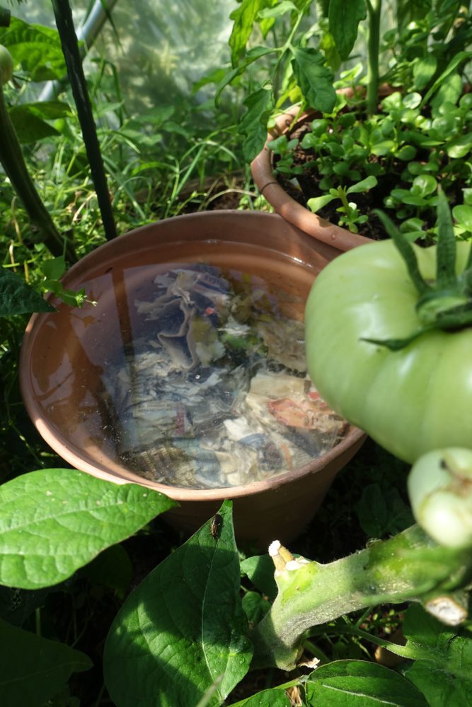 En kruka fylld med vatten står mellan två tomatplantor. 