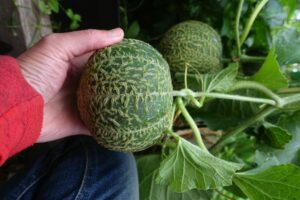 Sarads hand håller i en liten melon som växer på en planta.