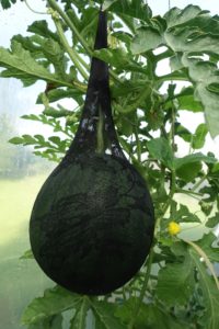En stor melon hänger i en svart nylonstrumpa i växthuset.