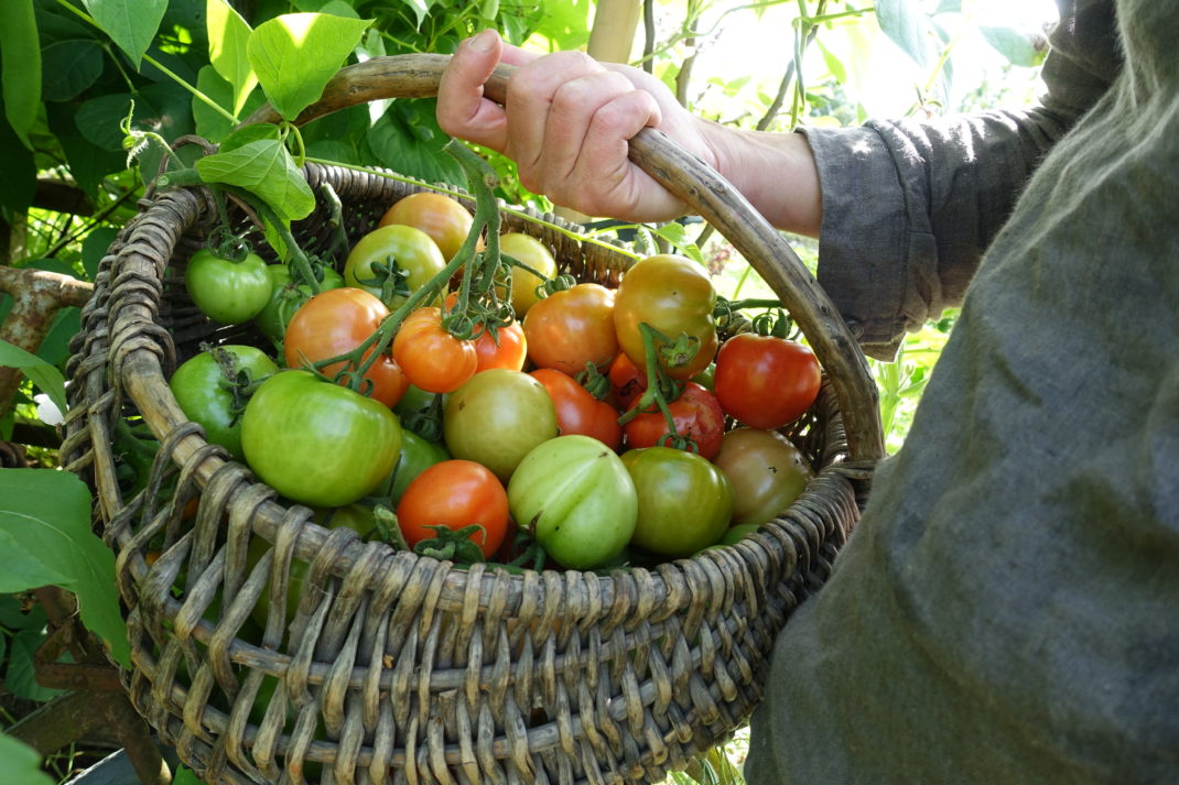 Saras hand håller en korg med glänsande tomater i grönt, oranget och rött.