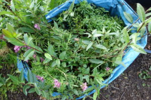 En blå säck fullproppad med plantor, bland annat med rosa blommor.