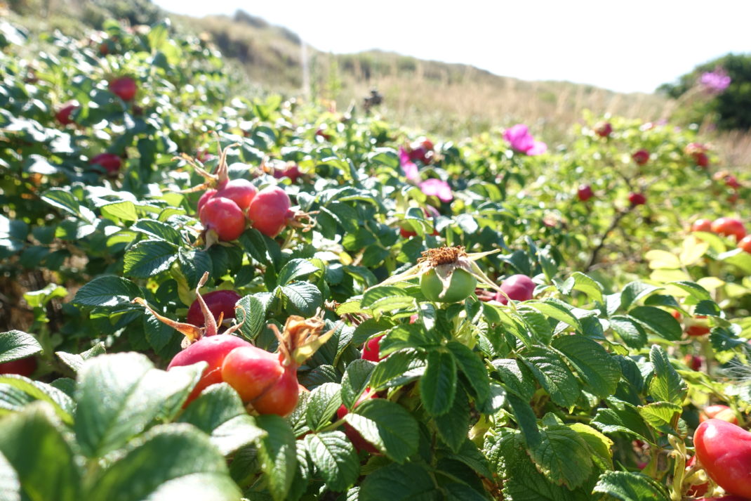 Nyponbuskarna i strilande solljus.