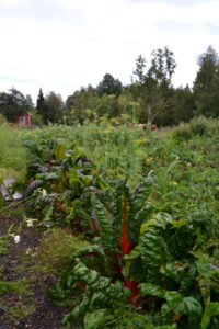 En grön och frodig rad i köksträdgården med bland annat mangodld.