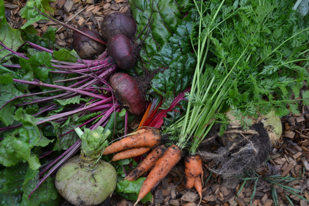 Jordiga grönsaker ligger nyskördade i landet. Rödbeta, morot, mangold med mera.