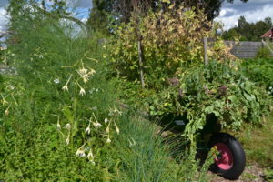En skottkärra full av bortrensade växtdelar står mitt i köksträdgården.
