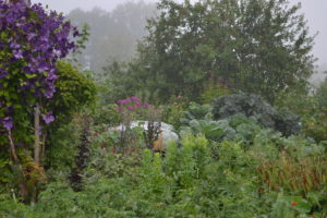 En dimhöljd vy över skillnadens trädgård, lila blommor och krispig kål.