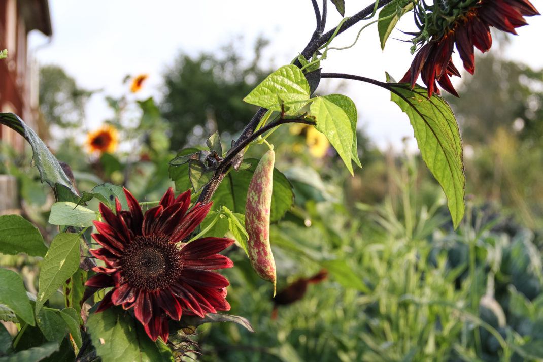Vackra röda solrosor växer ikapp med rosaspräckliga bönskidor.