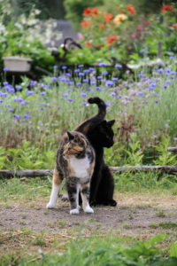 Två katter i trädgården.