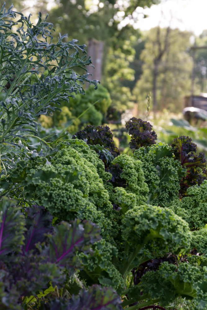 Frodiga kålplantor i olika färger och former sträcker upp sig mot det lantliga landskapet i bakgrunden.