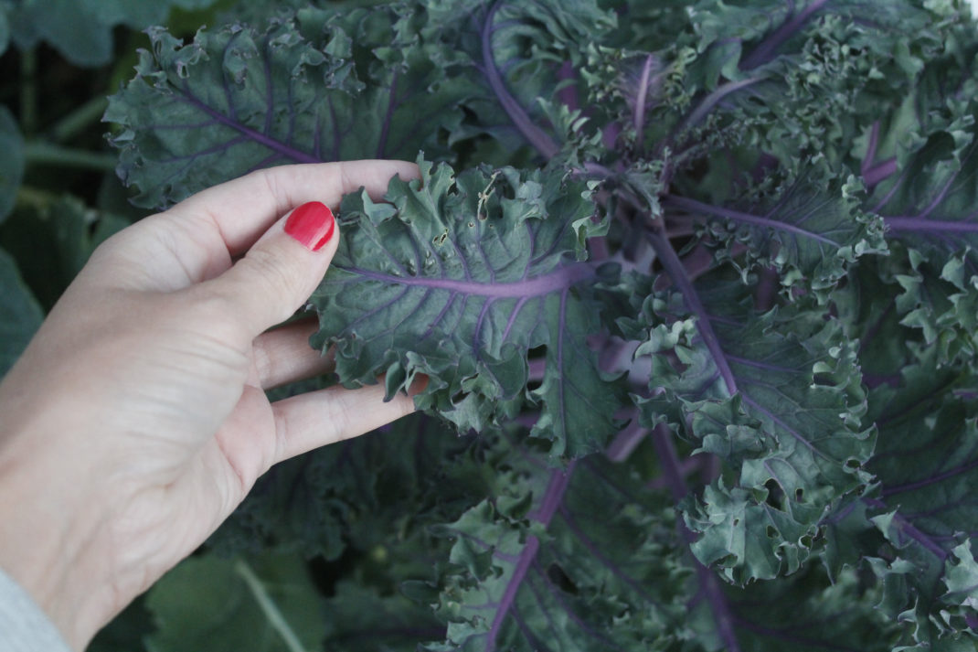 Bild på en hand med rött nagellack som håller ett grönkålsblad med lila bladnerver.