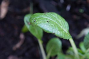 Närbild av små Pak Choi-blad, med krypande små svarta små loppor på.