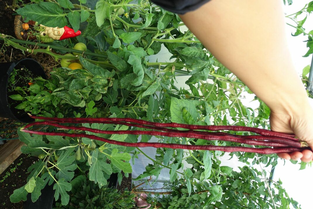 En hand håller upp ett knippe jättelånga röda bönor.