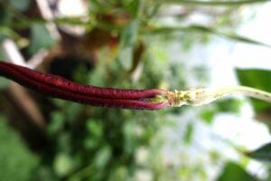 En närbild på bönans fäste i stjälken, med en liten öppning som precis ser ut som en detalj ur en kvinnas underliv.