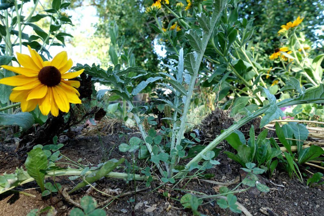 En liten medtagen kronärtskocka bredvid en gul solrosliknande blomma