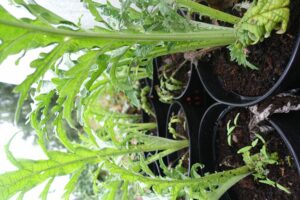 Välmående gröna plantor med lite matta blad ståendes bredvid varandra i krukor.