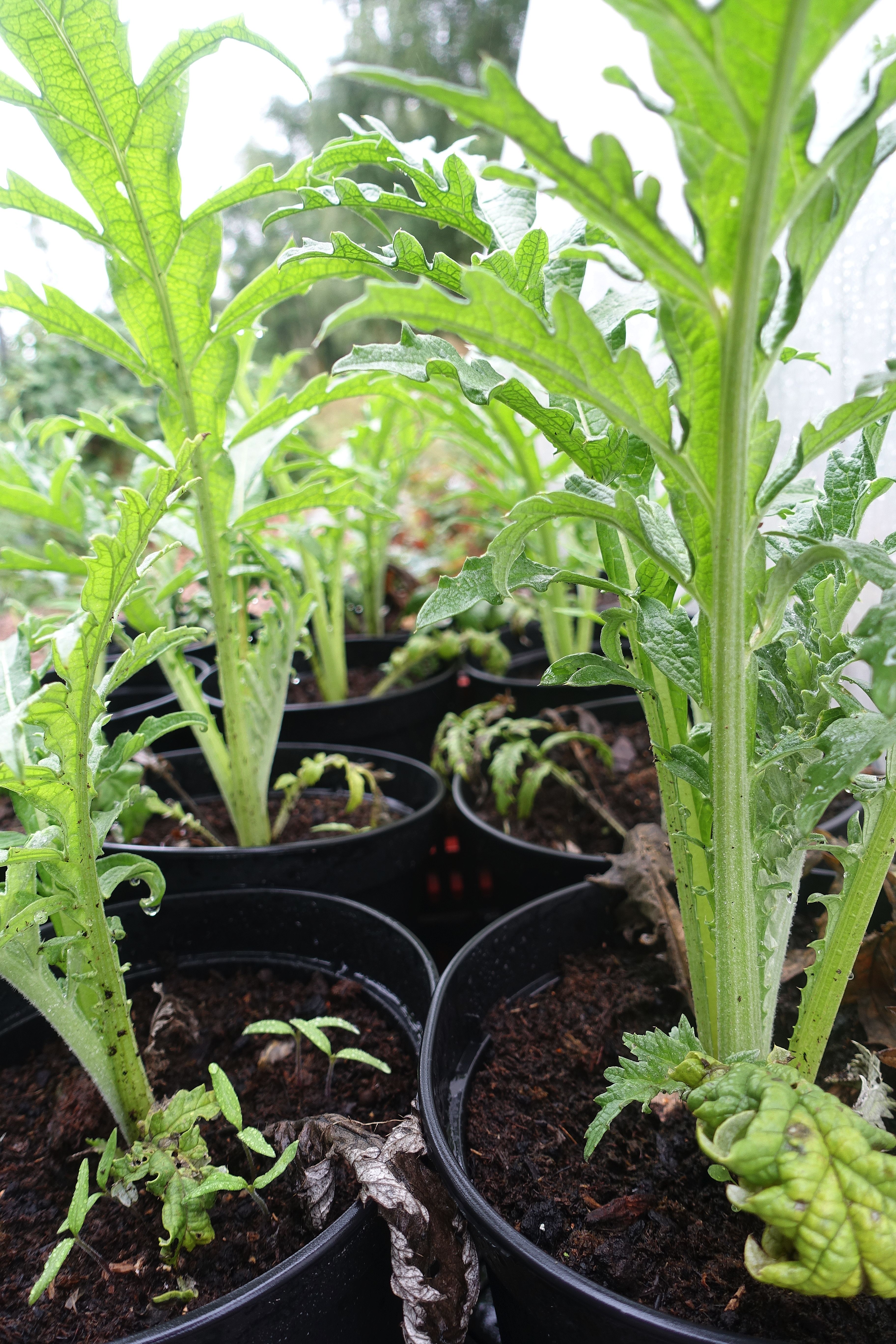 Välmående gröna plantor med lite matta blad ståendes bredvid varandra i krukor. Overwintering artichokes, healthy plants in pots. 