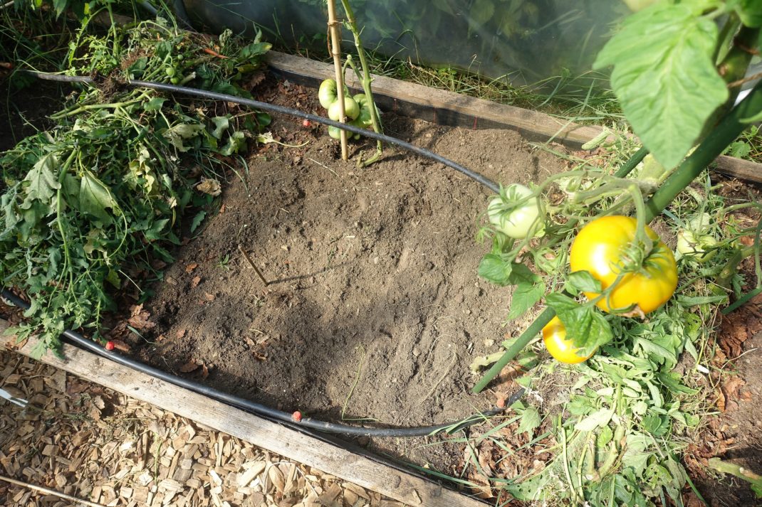 En odlingsram med fyra tomatplantor, en bevattningsslinga och täckodlade små vallar i kanterna.