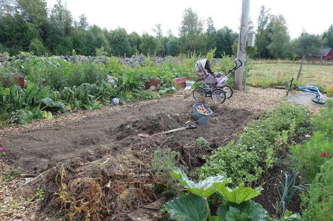 Bild på köksträdgården med odlingsbäddar i förgrunden och en barnvagn i bakgrunden. 