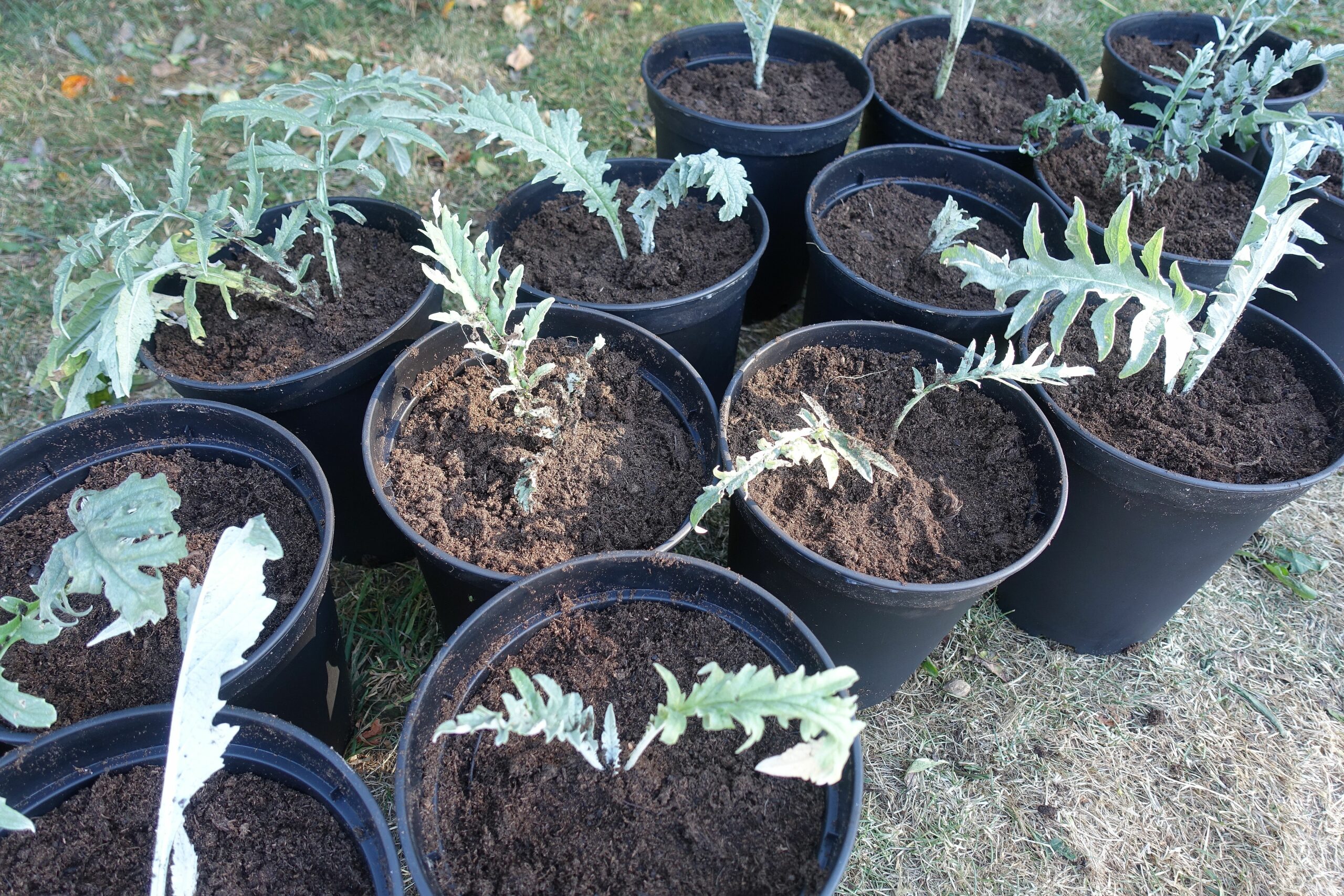 Många plantor av kronärtskocka står i svarta krukor bredvid varandra. Overwintering artichokes, several plant in black pots.