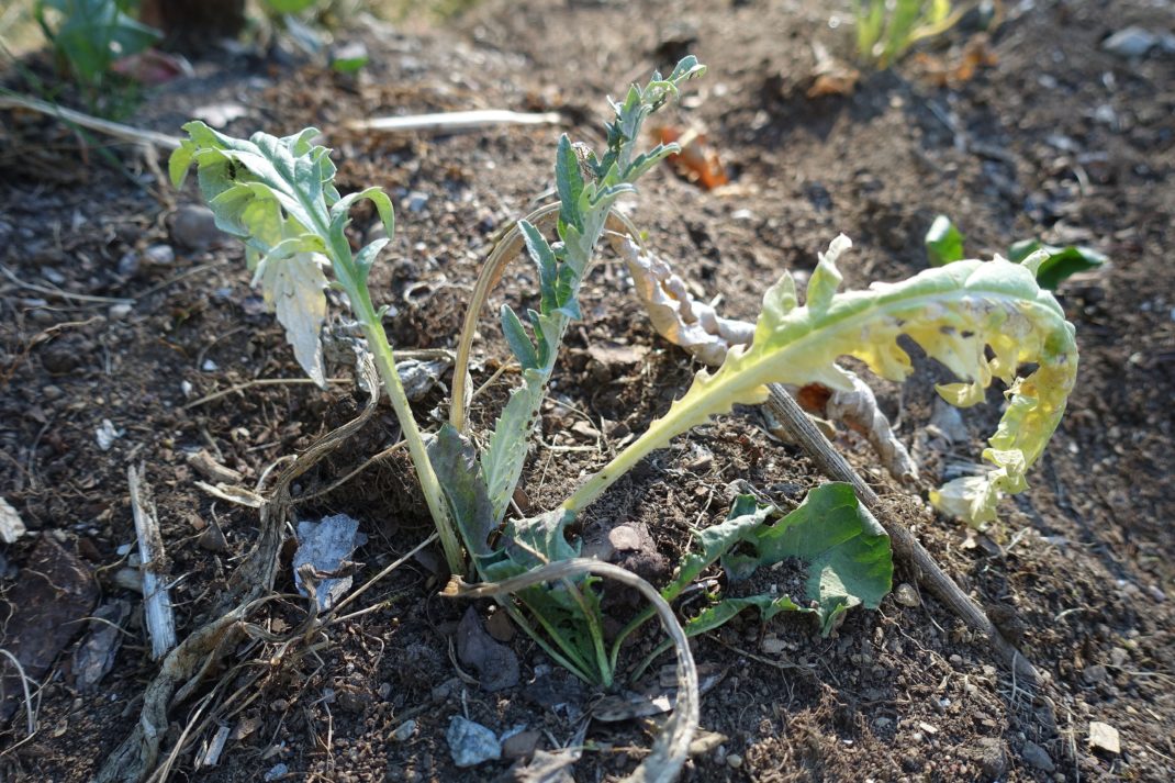 En bild på en sorgsen planta som ser ut att dö inom kort i torkan. 