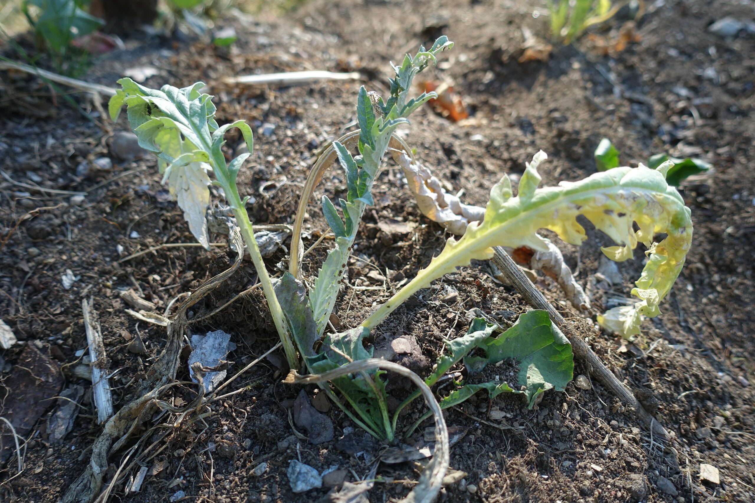 En bild på en sorgsen planta som ser ut att dö inom kort i torkan. Overwintering artichokes, a sad-looking plant.