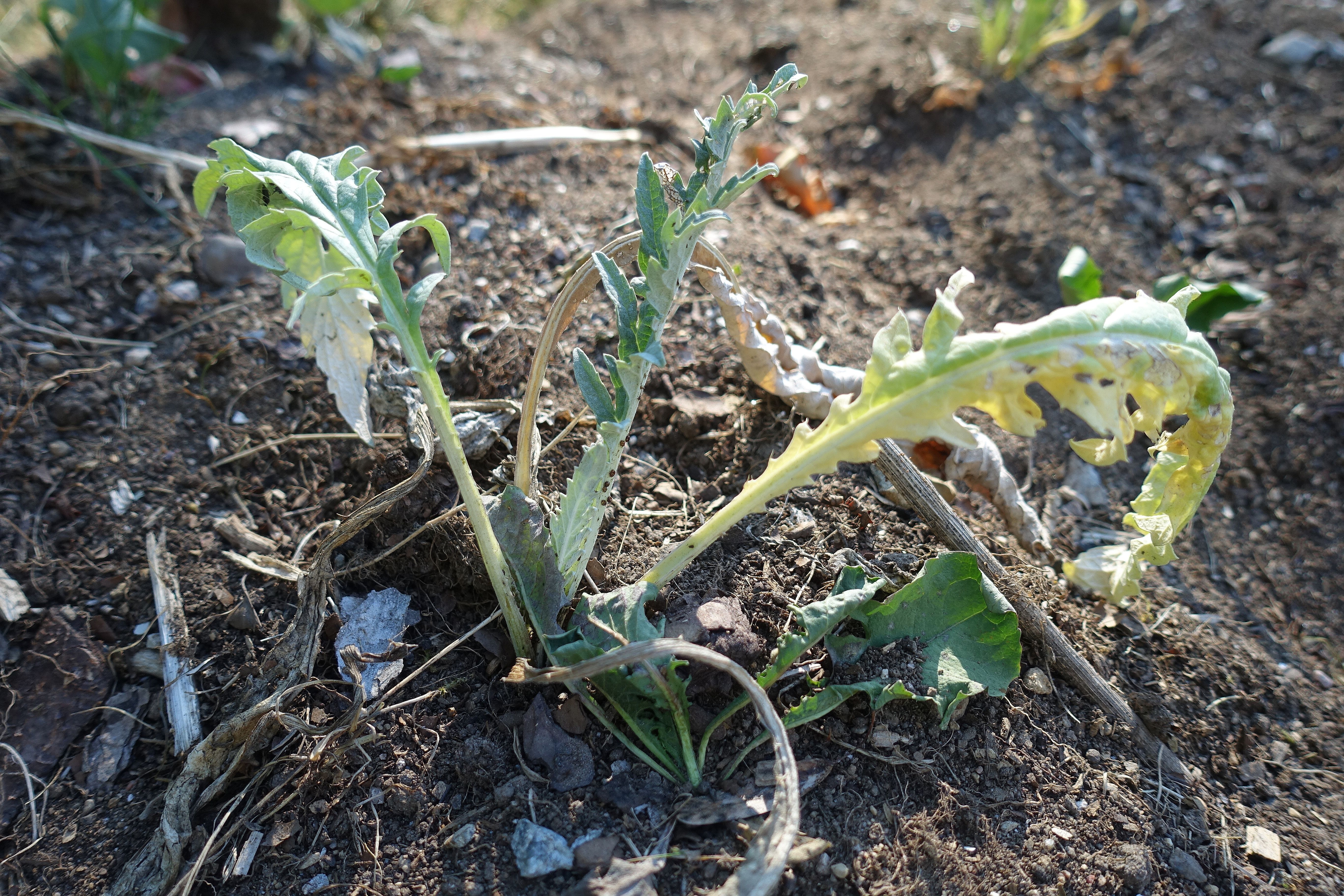 En bild på en sorgsen planta som ser ut att dö inom kort i torkan. Overwintering artichokes, a sad-looking plant. 