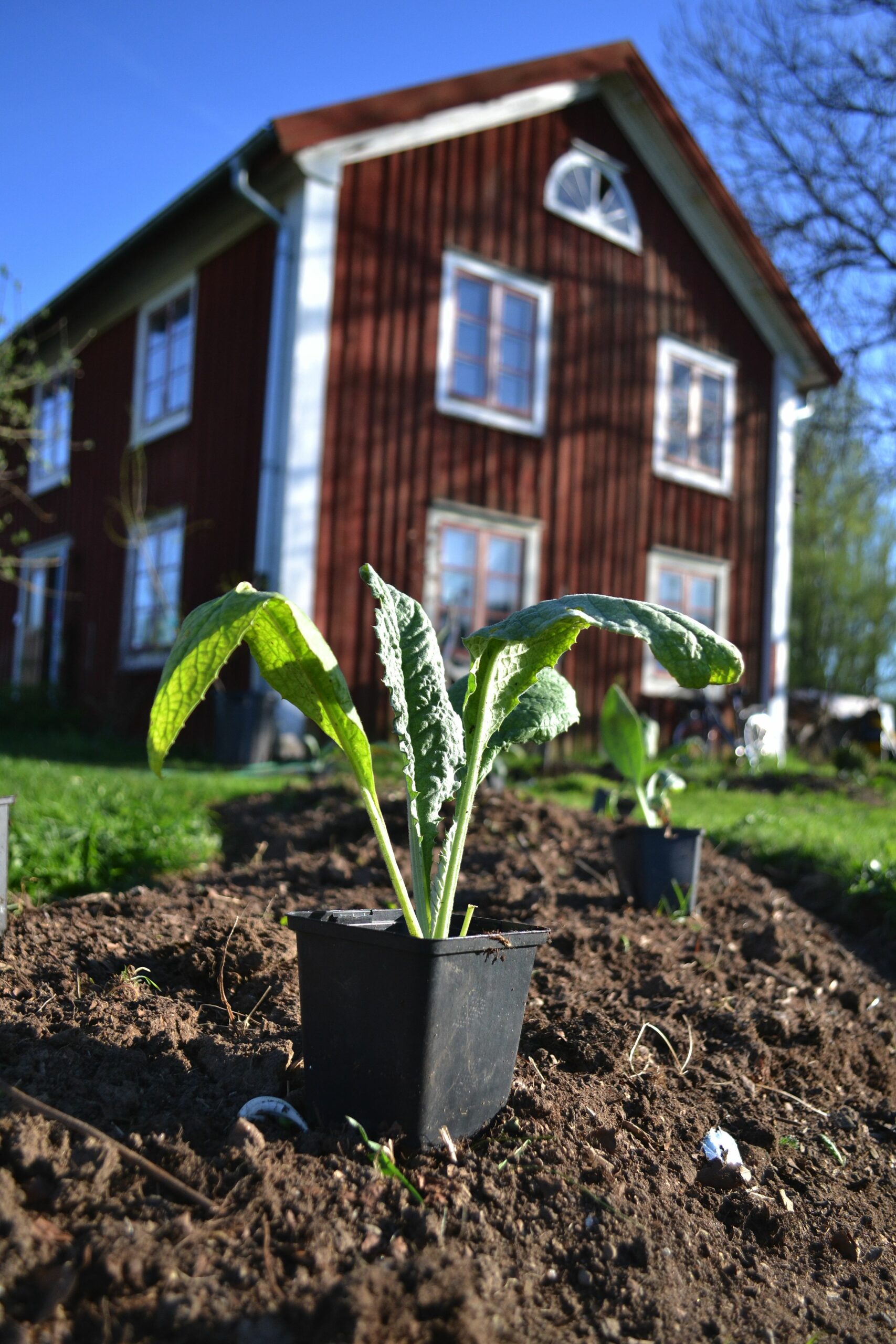 En bild på en planta i svart kruka, ståendes på jorden med ett stort rött trähus i bakgrunden. Overwintering artichokes, a plant in a black pot.