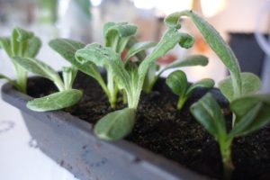 Ett svart litet plasttråg med små gröna bulliga plantor i.